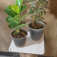 پک ۵تایی گیاهان اپارتمانی