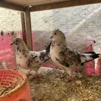 کبوتر نروماده تکپر پرشی ویه جفت رنگی نرسبز تکی|پرنده|گنبد کاووس, |دیوار