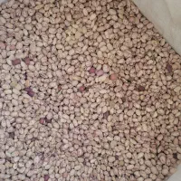 لوبیا امسال از شهرستان زمین خودمون|خوردنی و آشامیدنی|تهران, والفجر (افسریه)|دیوار