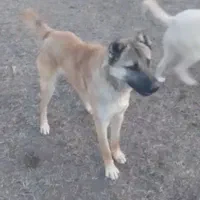 سگ گله ای