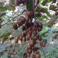 5000متر باغ کیوی پر حاصل درلیسار تالش|فروش زمین و ملک کلنگی|لیسار, |دیوار