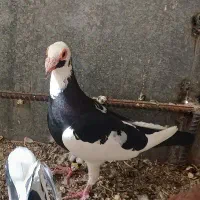 کبوتر