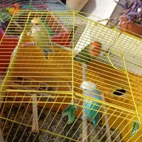 طوطی برزیلی فروشی