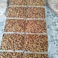 خرمای زاهدی(قصب)|خوردنی و آشامیدنی|قیروکارزین, |دیوار