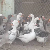 فروش غاز محلی|حیوانات مزرعه|بیضا, |دیوار