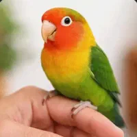 فروش طوطی برزیلی نر سخنگو کامل واضح