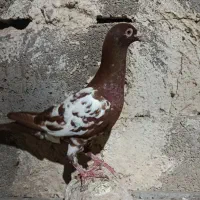 کبوتر|پرنده|برازجان, |دیوار