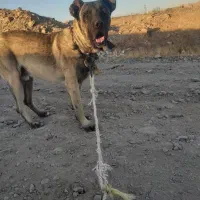 واگذاری سگ سرابی از نسله پله