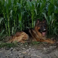 سگ  ماده ژرمن جرمن شیپرد شپرد