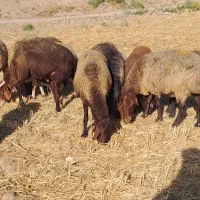 تعداد ۱۱۰ راس میش جوان ۳ ماه آبستن