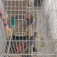 عروس هلندی لوتینو ۳ ماهه|پرنده|تهران, حکیمیه|دیوار