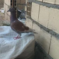 کفتر پلاکی غوره ای با مگزی