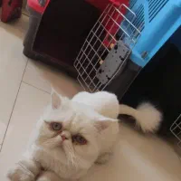 پرشین کت سفید شولاین