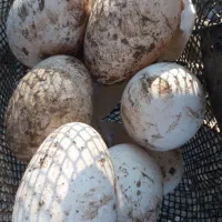 فروش تخم غاز