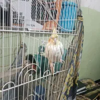 عروس هلندی بالغ ماده|پرنده|دلند, |دیوار