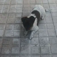 سگ پاکوتاه سیاه سفید نر|سگ|شیروان (خراسان), |دیوار