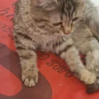 پیشی ناز|گربه|کیش, |دیوار