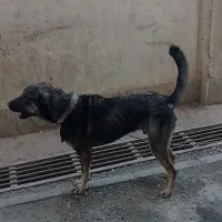 واگذاری سگ|سگ|کرمانشاه, |دیوار