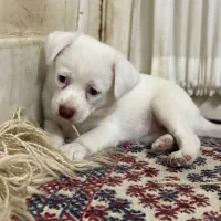 سگ پاکوتاه پشمالو