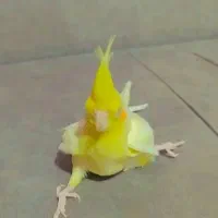 جوجه عروس پا باز|پرنده|جنت, |دیوار