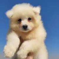 سگ سامویید|سگ|محلات, |دیوار