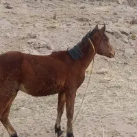 اسب نر ۱ساله|اسب و تجهیزات اسب‌سواری|ورزقان, |دیوار
