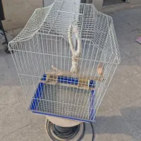 قفس مناسب انواع طوطی