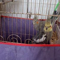 یک جفت عروس هلندی