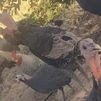 بوقلمون نر و ماده قیمت مناسب