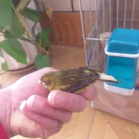 ماده قناری سبز