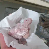 جوجه عروس هلندی  (آلبینو )|پرنده|اصفهان, سرچشمه|دیوار