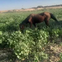 اسب|اسب و تجهیزات اسب‌سواری|شوش, |دیوار