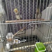 فروش یک جفت عروس هلندی|پرنده|کنگاور, |دیوار