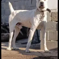 سگ سفیدالابای