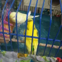 مرغ عشق نروماده جفت سرحال