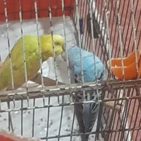 مرغ عشق