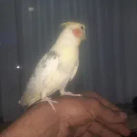 عروس هلندی مولد به شرط تخم و جوجه