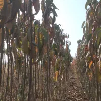 نهالونهالستانشناسهدارگیلاسی|خدمات باغبانی و درختکاری|گلبهار, نوبهار|دیوار