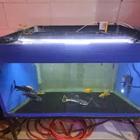 اکواریوم بزرگ و مانستر AQUA SEYF|ماهی|زنجان, |دیوار