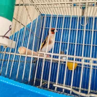 سهره نر متولد قفس|پرنده|نجف‌آباد, یزدانشهر|دیوار