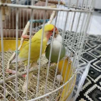 جفت مولد طوطی برزیلی|پرنده|کرج, ساماندهی|دیوار