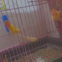 سلام یک جفت کتوله فروشی