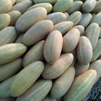 خربزه اصل مشهدی