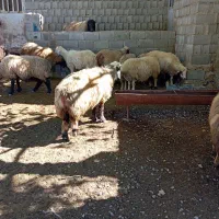 فروش 17راس میش داشتی نژاد ترک|حیوانات مزرعه|سی‌سخت, |دیوار