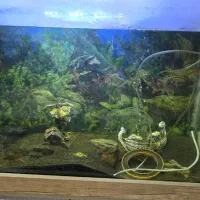 آکواریوم|ماهی|قدس, شهر‌قدس|دیوار