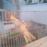 عروس بالق و سرحال با قفس با قناری معاوضه میکنم