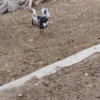 دو مرغ نژاد لری تخمگذار و کپ