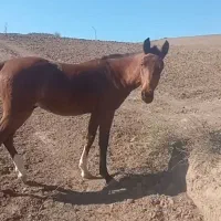 اسب ترکمن|اسب و تجهیزات اسبسواری|گلی داغ, |دیوار