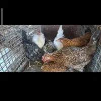 جوجه مرغ محلی .از نژاد گلین