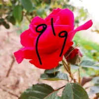 وام خریدارم